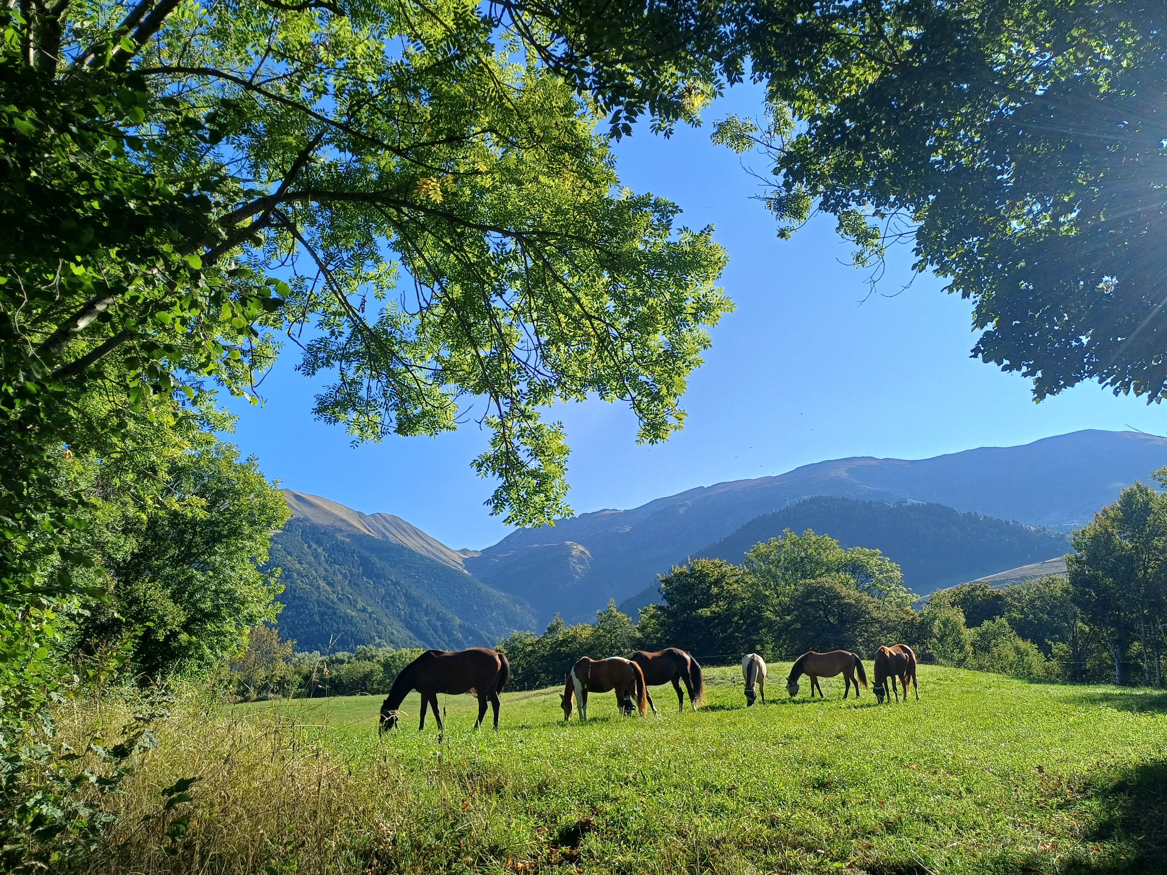 Pâturages en montagne
